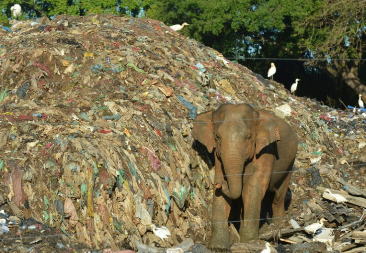 プラスチックは最も辺鄙な環境で発見されている