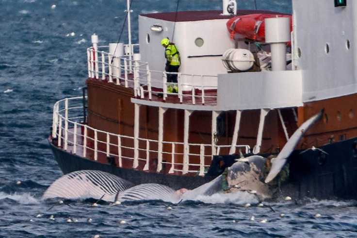 アイスランド、ノルウェー、日本だけが捕鯨を認めている