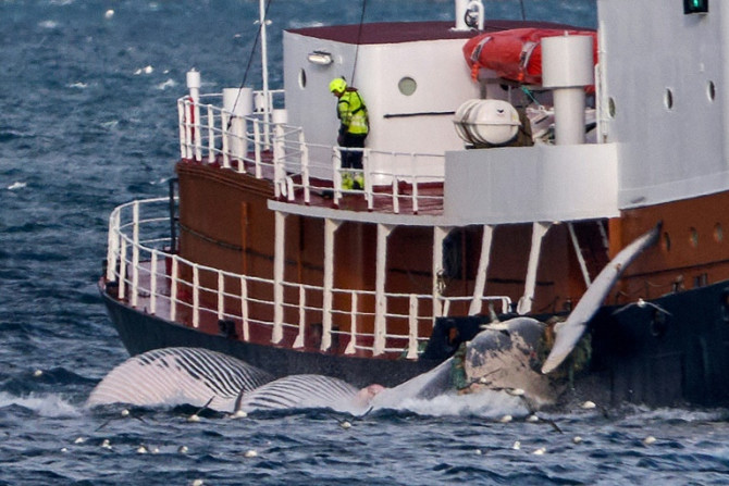 国内に最後に残っている捕鯨会社フヴァルルがシーズンのこれほど遅い時期に出海するかどうかは今のところ疑わしいようだ
