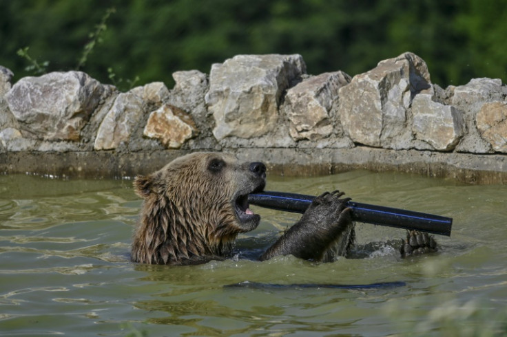 コソボのムラモル村近くのクマ保護区のプールで涼むヒグマ