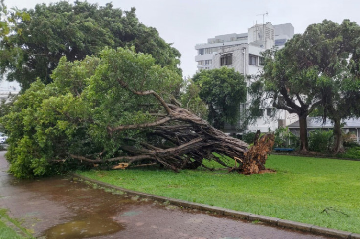 沖縄県那覇市で強風で根こそぎ倒れた木
